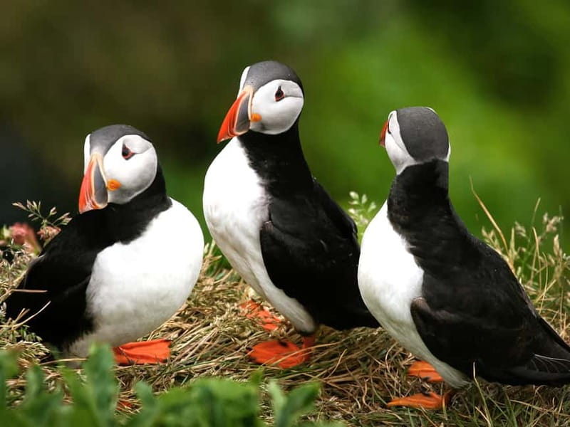 Puffin Watching Yacht Cruise from Downtown Reykjavík - Starting at Old Harbour House: Getting On Board Without Stress