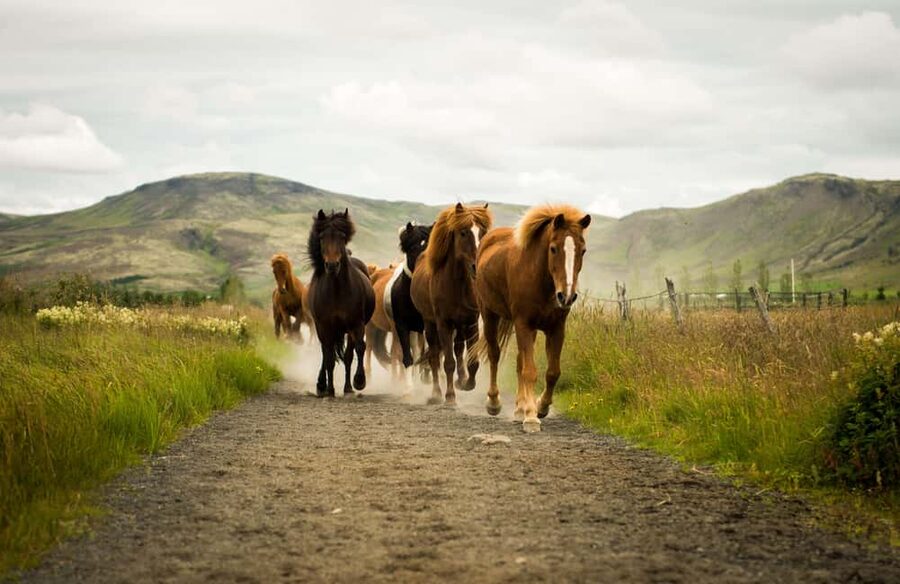 Reykjadalur: Horseback Riding Tour for Families & Beginners - Reykjadalur on horseback, what this 1-hour ride really is