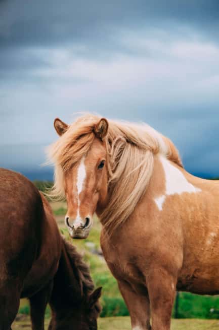 Reykjadalur: Horseback Riding Tour for Families & Beginners - The ride itself: views of Reykjadalur Valley at a beginner pace