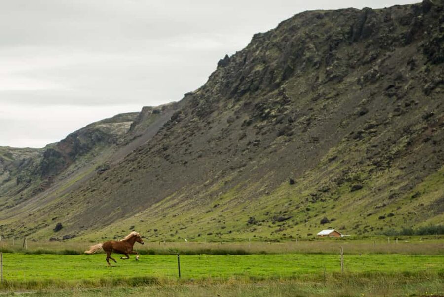 Reykjadalur: Horseback Riding Tour for Families & Beginners - Price and value: what $104 buys you (and what it does not)