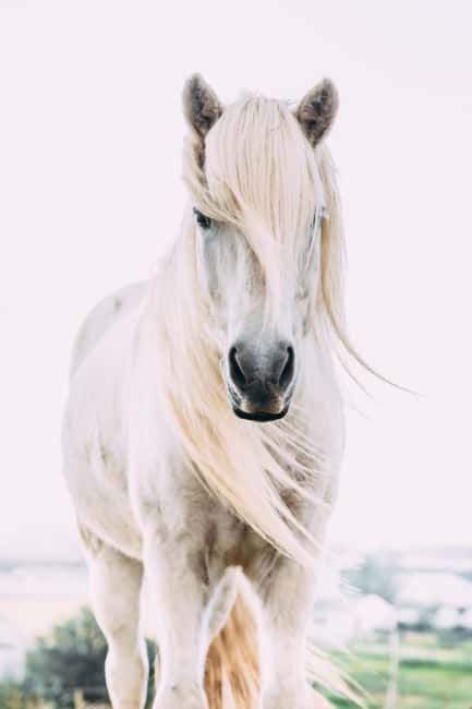 Reykjadalur: Horseback Riding Tour for Families & Beginners - Morning vs afternoon tours: picking the time that fits your day