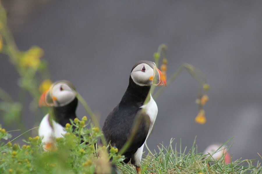 Reykjavik: 1-Hour Puffin Watching Tour - Where the tour starts: Elding’s check-in at Ægisgarður 5