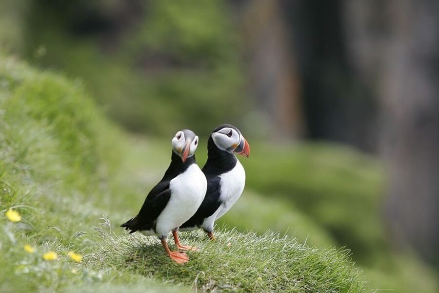 Reykjavik: 1-Hour Puffin Watching Tour - The onboard setup: warm gear, binoculars, and that “I can see it” feeling