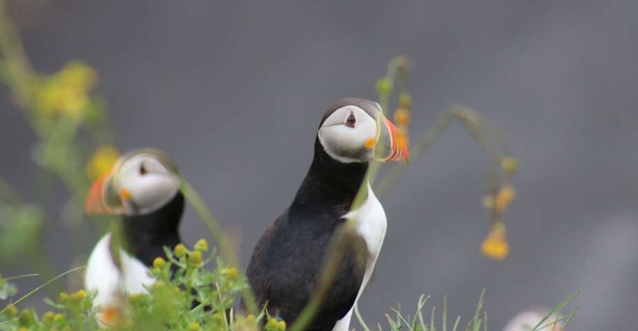 Reykjavik: 1-Hour Puffin Watching Tour - How the hour moves on the water