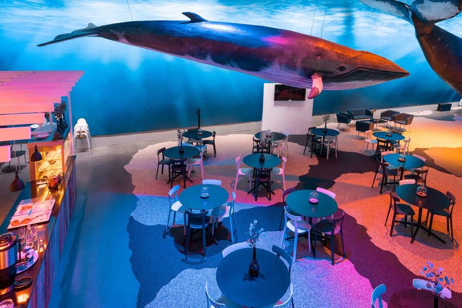 Reykjavik: 2-Hour Northern Lights by Boat with Backup Plan - The Northern-Lights Cocktail Moment and the Night’s Structure