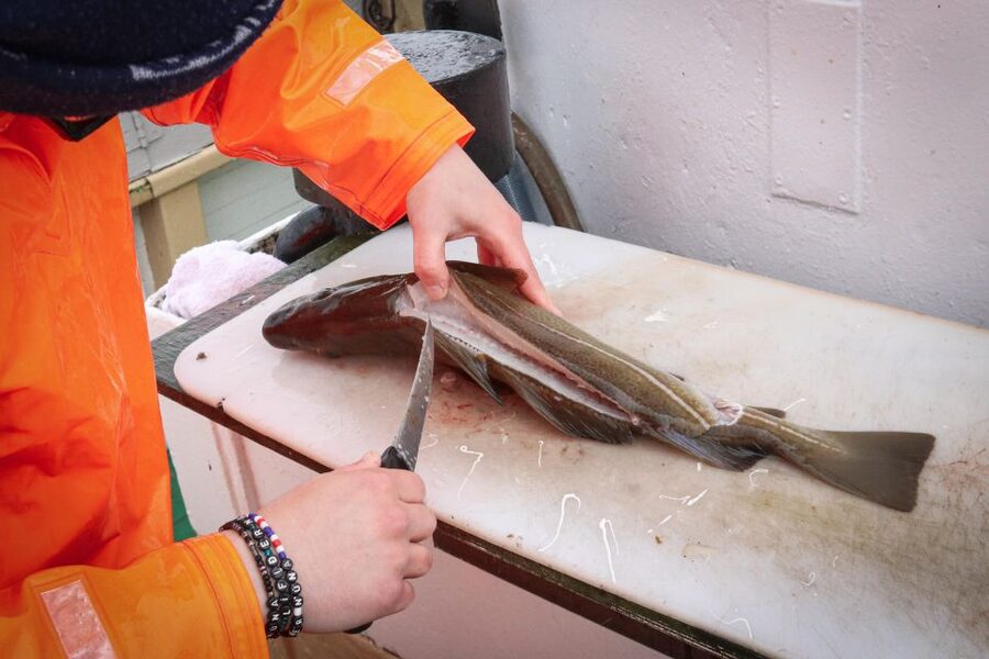 Reykjavik: 3-Hour Sea Angling Gourmet Experience Tour - Key things to know before you go