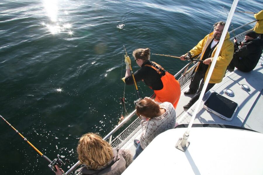 Reykjavik: 3-Hour Sea Angling Gourmet Experience Tour - Wildlife sightings: puffins and whales when conditions cooperate