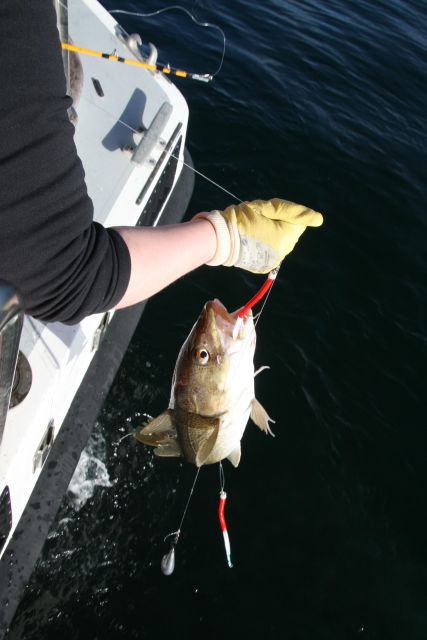 Reykjavik: 3-Hour Sea Angling Gourmet Experience Tour - Small-group pace: when you get real one-on-one help