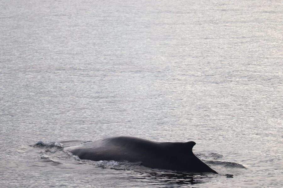 Reykjavik: 9pm Whale Watching Cruise in the Arctic Sun - Key Highlights You Should Care About