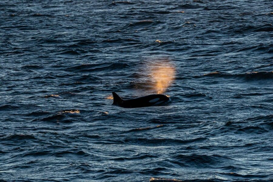 Reykjavik: 9pm Whale Watching Cruise in the Arctic Sun - 9pm Arctic Sun Timing: Why This Cruise Feels Special