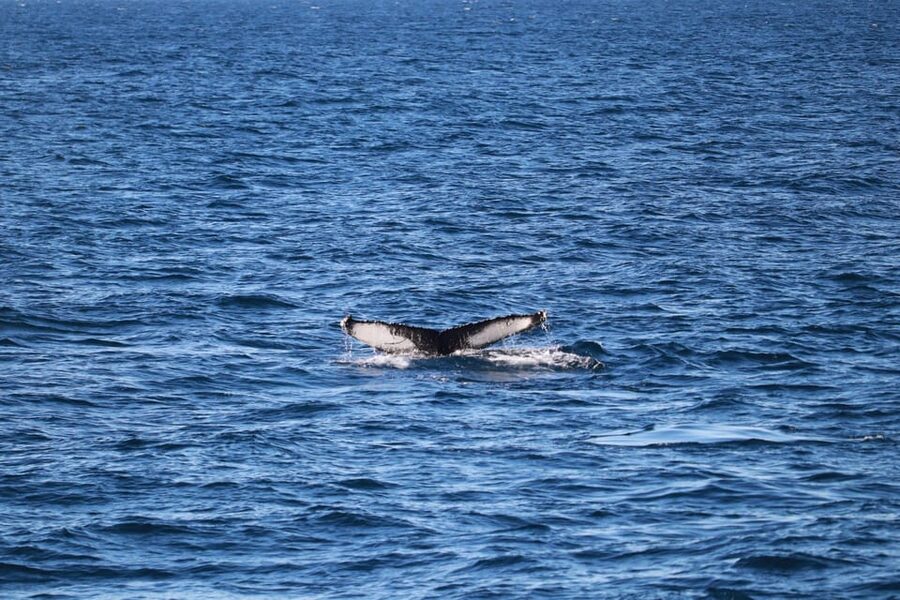 Reykjavik: 9pm Whale Watching Cruise in the Arctic Sun - On Board With Live English Guides: How the Commentary Improves Your Odds