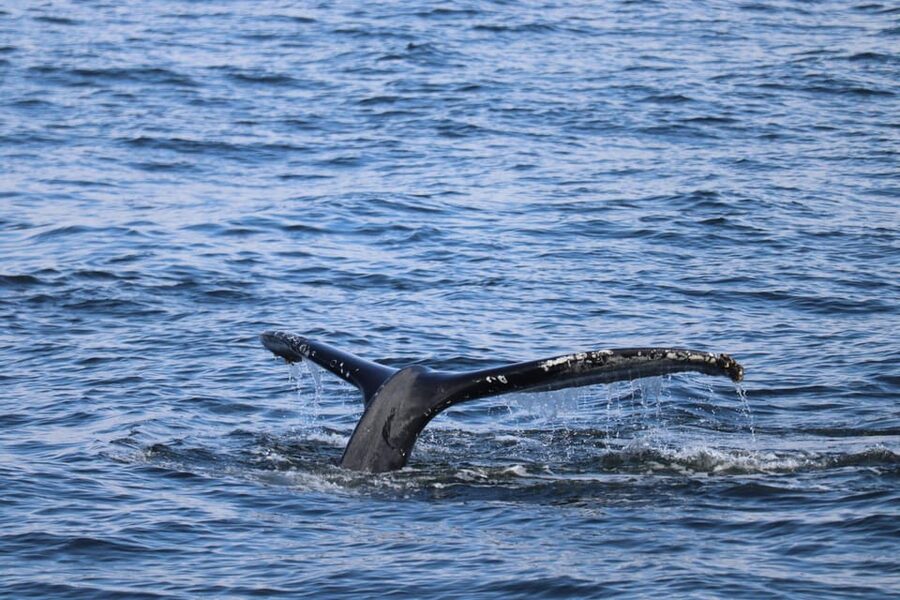 Reykjavik: 9pm Whale Watching Cruise in the Arctic Sun - Faxafloi Bay Whale Watching: What You Can Realistically See