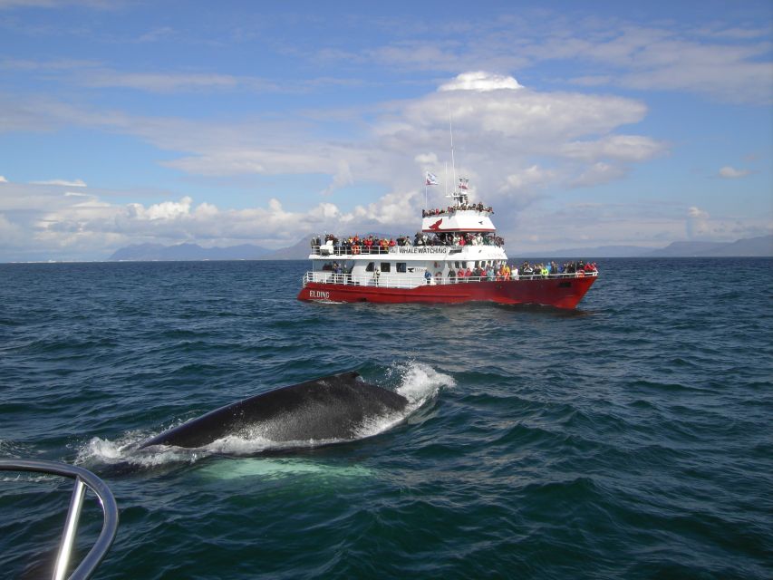 Reykjavik: ATV Ride & Whale Watching Boat Tour - Key Things You’ll Actually Notice on This Combo Tour