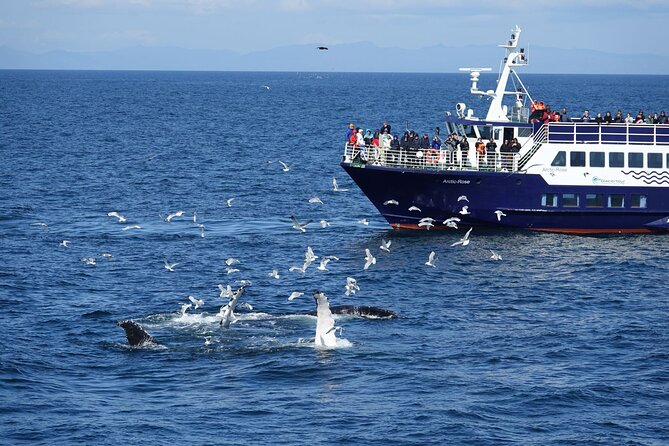 Reykjavík Bay Arctic Rose Whale Watching Excursion - Key things I think you will notice