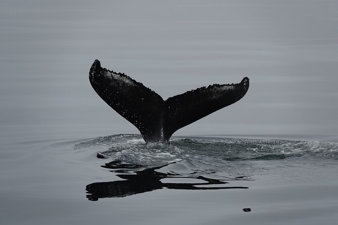 Reykjavík Bay Arctic Rose Whale Watching Excursion - Why this 3-hour Reykjavík Bay trip works so well
