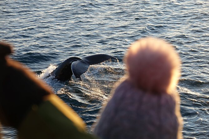 Reykjavík Bay Arctic Rose Whale Watching Excursion - What you are really doing in Faxafloi Bay