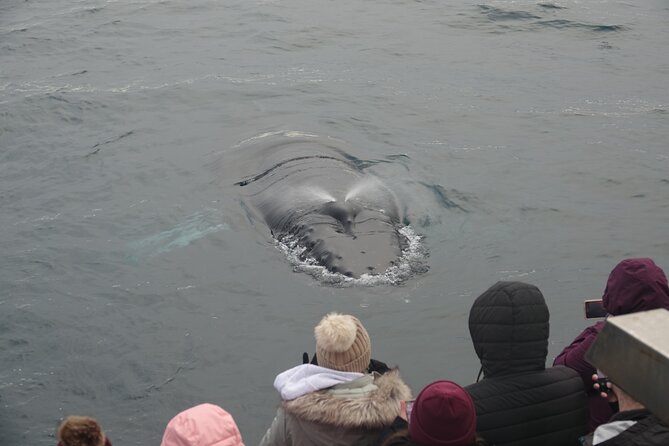 Reykjavík Bay Arctic Rose Whale Watching Excursion - Engey, Lundey (Puffin Island), and Viðey from the water