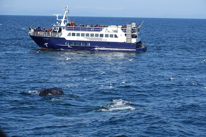 Reykjavík Bay Arctic Rose Whale Watching Excursion - Old Harbour departure: the view-first start