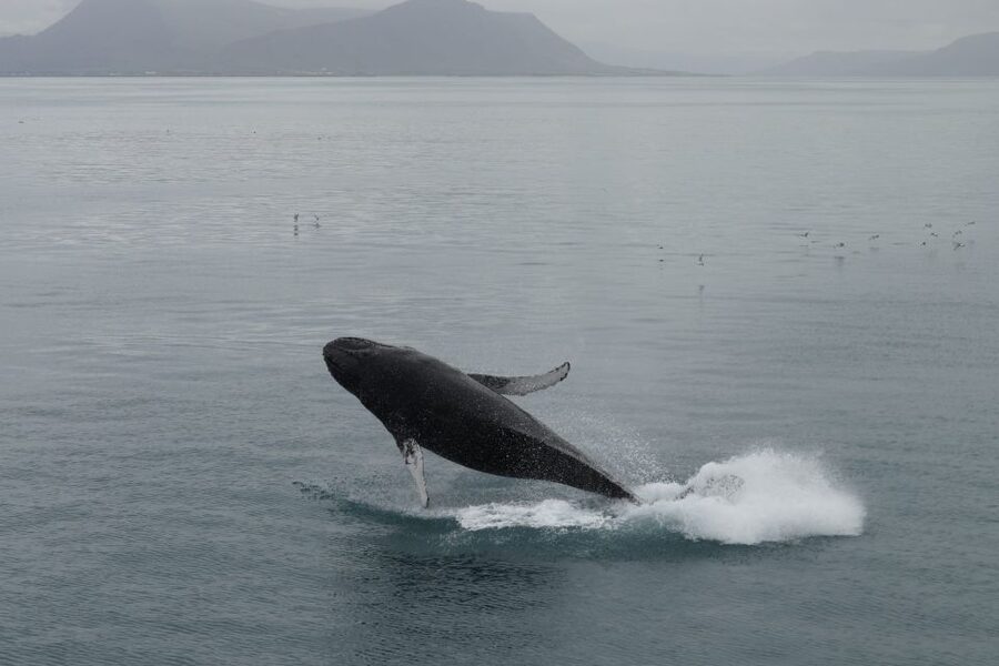 Reykjavik: Best Value Whale Watching Boat Tour - Should you book this Reykjavik whale watching boat tour?