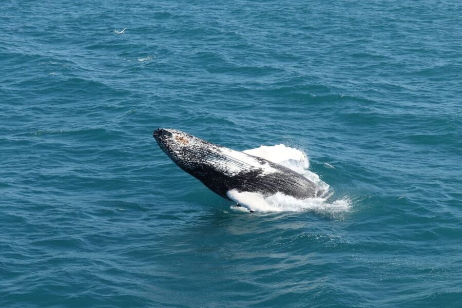 Reykjavik: Best Value Whale Watching Boat Tour - Geirsgata 11 to the Old Harbour: your half-day starts fast