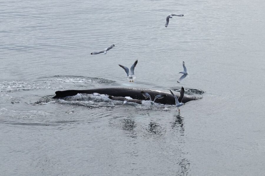 Reykjavik: Best Value Whale Watching Boat Tour - Whales and dolphins: your realistic sighting checklist in Iceland’s bay