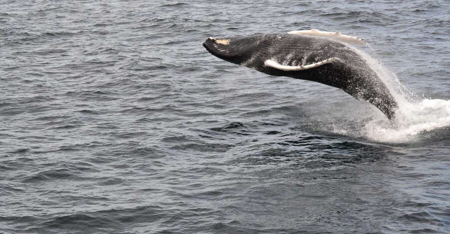 Reykjavik: Best Value Whale Watching Boat Tour - Why the guide matters: Lucas, Badger, and the art of seeing movement