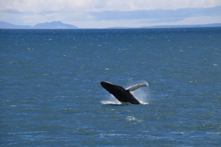 Reykjavik: Best Value Whale Watching Boat Tour - Staying warm in Reykjavik: what the overalls and indoor cabins actually solve