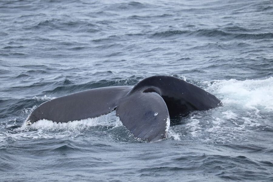 Reykjavik: Best Value Whale Watching Boat Tour - Onboard bar and buying food: how to plan your spending