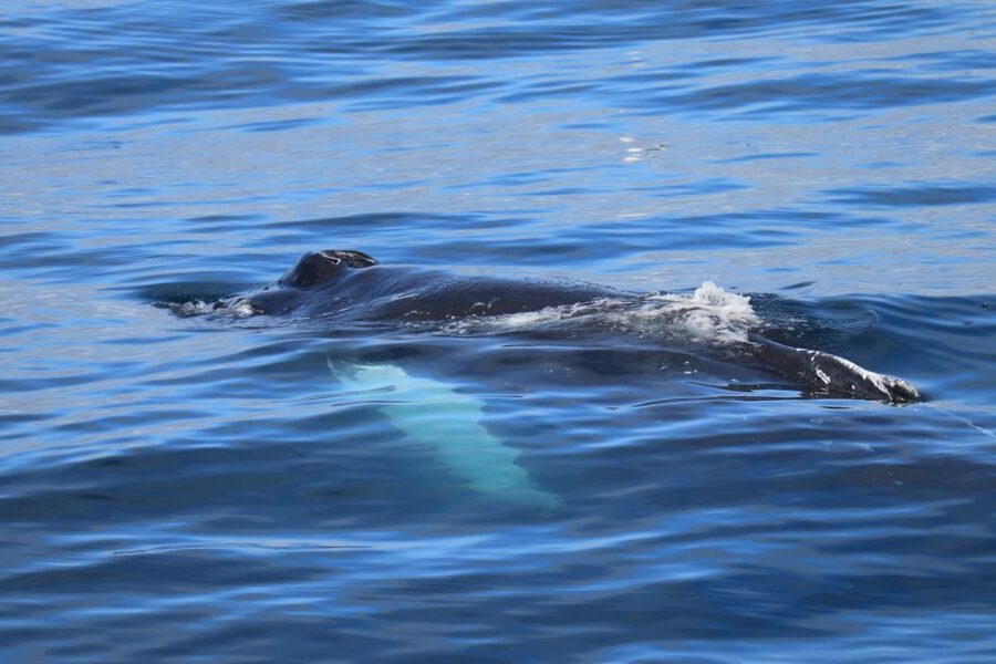 Reykjavik: Best Value Whale Watching Boat Tour - Price and value at about $103: what you get for the money