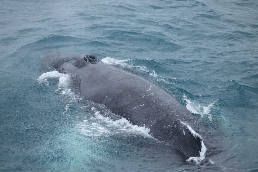 Reykjavik: Best Value Whale Watching Boat Tour - What the 2.5-hour Faxaflói bay stretch feels like on board