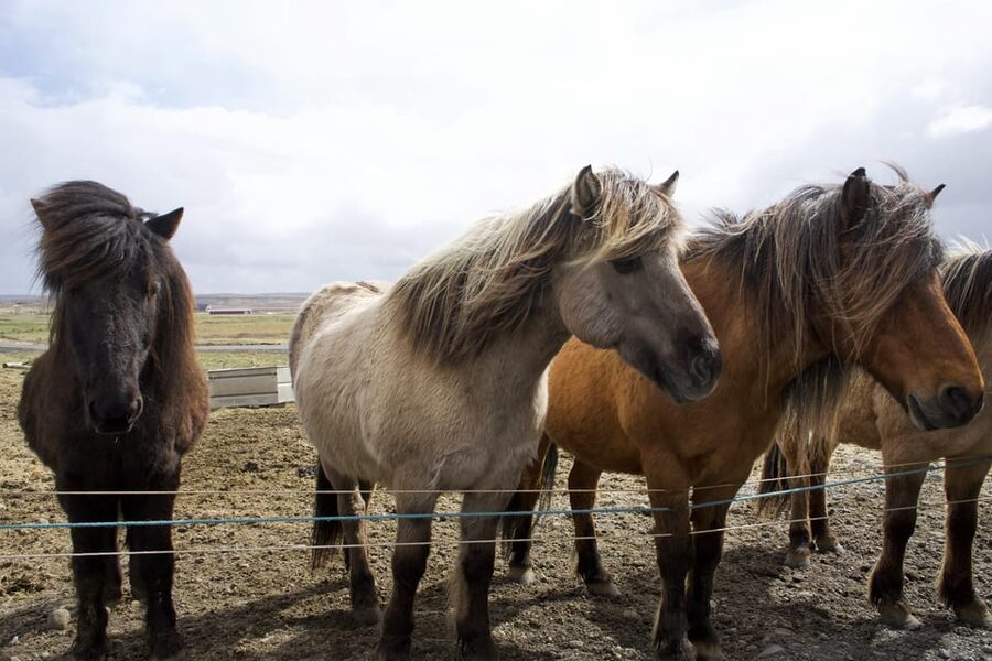 Reykjavik Combo: Horse Riding & Snorkeling in Silfra Fissure - Hot cocoa, biscuits, and the bonus of underwater photos