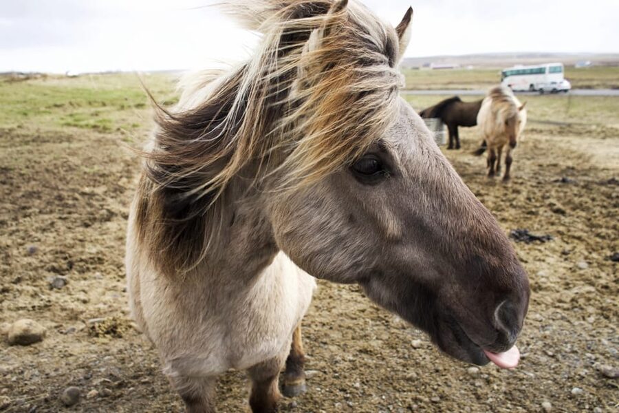 Reykjavik Combo: Horse Riding & Snorkeling in Silfra Fissure - Laxnes Horse Farm: what riding Icelandic horses is really like