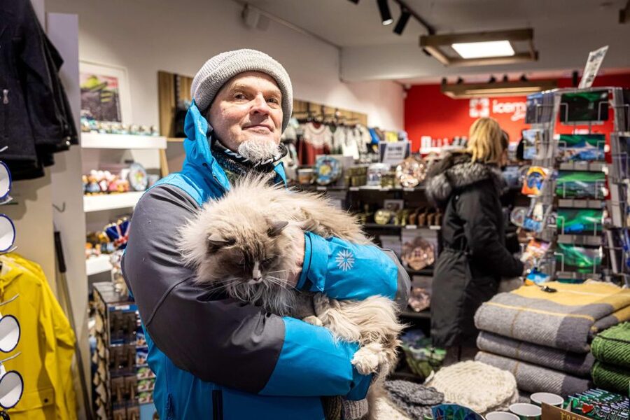 Reykjavik: Feline-Focused City Walking Tour - CatWalk Key Highlights You Will Feel