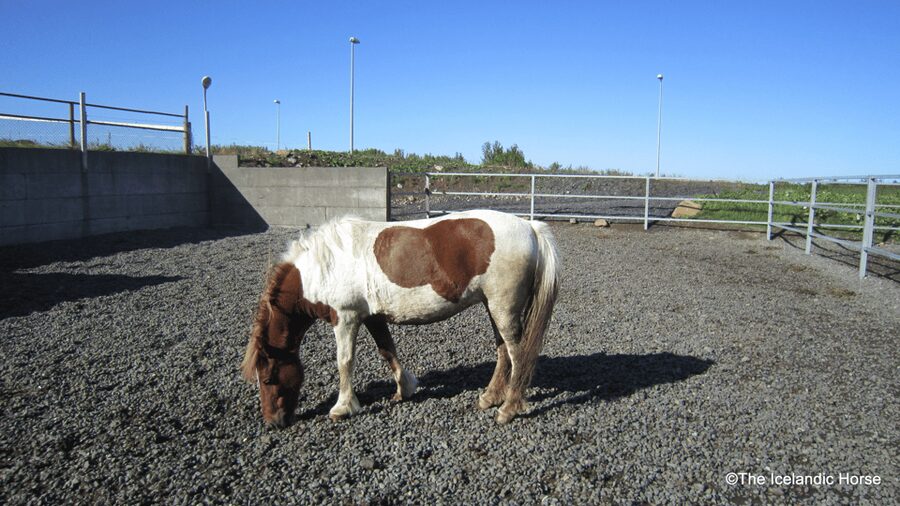 Reykjavík: Horse Riding Tours - Riding School at the Stables: How You Learn Before You Go