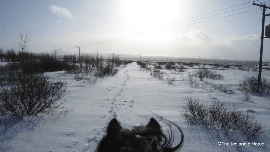 Reykjavík: Horse Riding Tours - Horse Pairing: Why the Right Match Changes Everything
