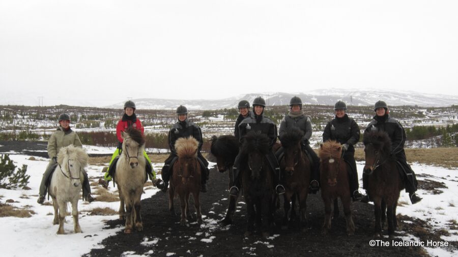 Reykjavík: Horse Riding Tours - Tölt Time: The Special Gait That Makes Icelandic Horses Worth It