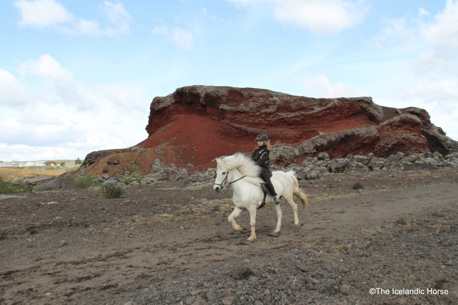 Reykjavík: Horse Riding Tours - Pace, Attention, and the Photos You Will Actually Use