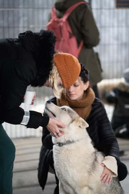Reykjavík: Husky Kennel Visit with Hot Drinks - Meeting Siberian Huskies Up Close, Eyes On, and How to Act