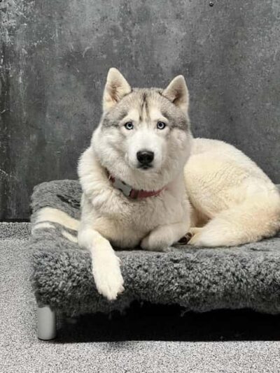 Husky Kennel Visit with Hot Drinks