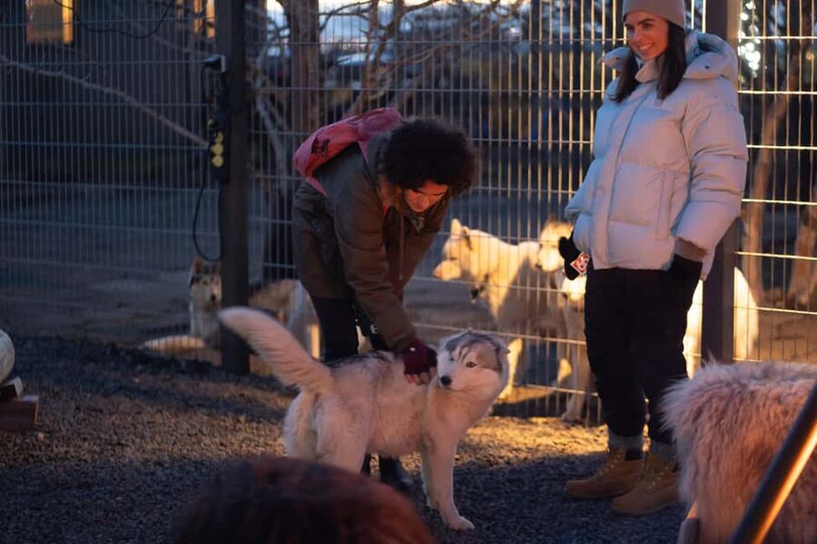 Reykjavík: Husky Kennel Visit with Hot Drinks - The Guided Kennel Tour: Care, Projects, and Husky Daily Life