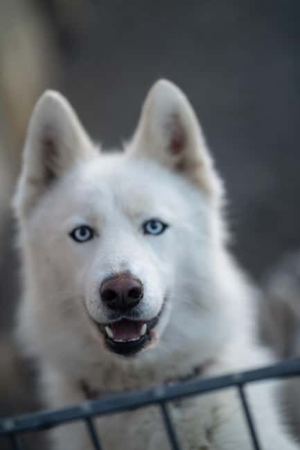Reykjavík: Husky Kennel Visit with Hot Drinks - Photo Opportunities That Actually Work