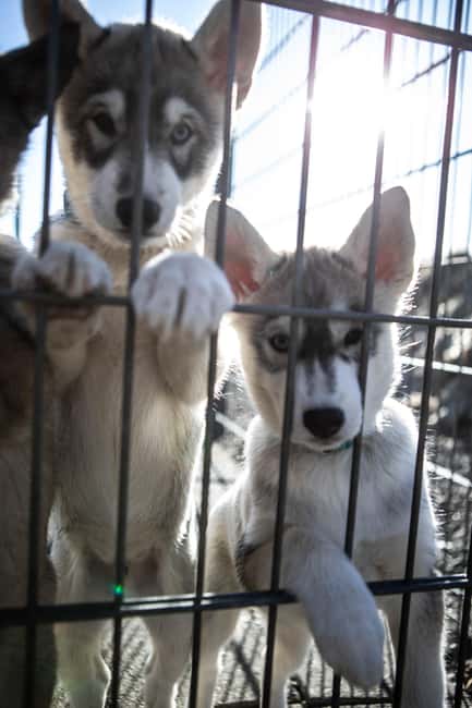 Reykjavík: Husky Kennel Visit with Hot Drinks - Price and Logistics: Is $91 Per Person Good Value?