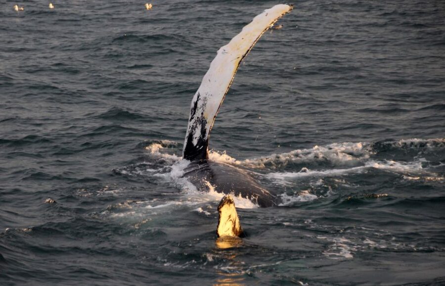 Reykjavík: Midnight Sun Whale Watching Cruise - Midnight sun timing: the 9 PM departure that still feels like late day