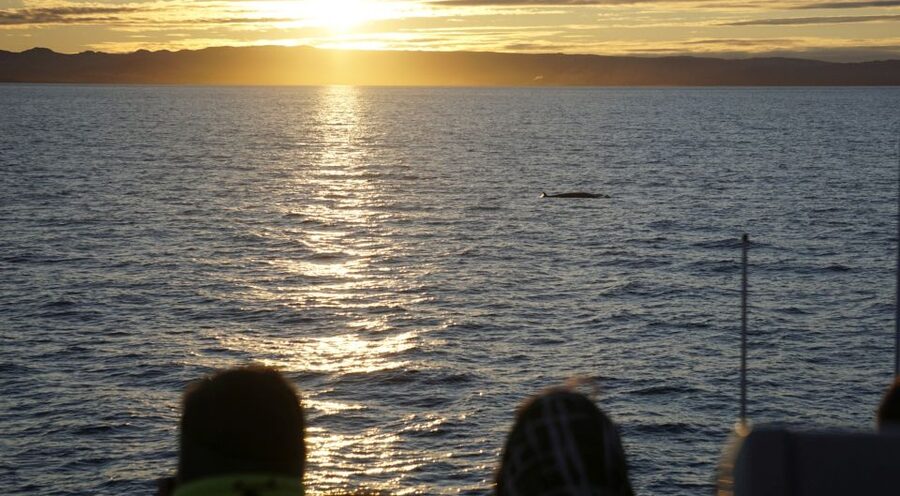 Reykjavík: Midnight Sun Whale Watching Cruise - Comfort, snacks, and motion: make your body part of the plan