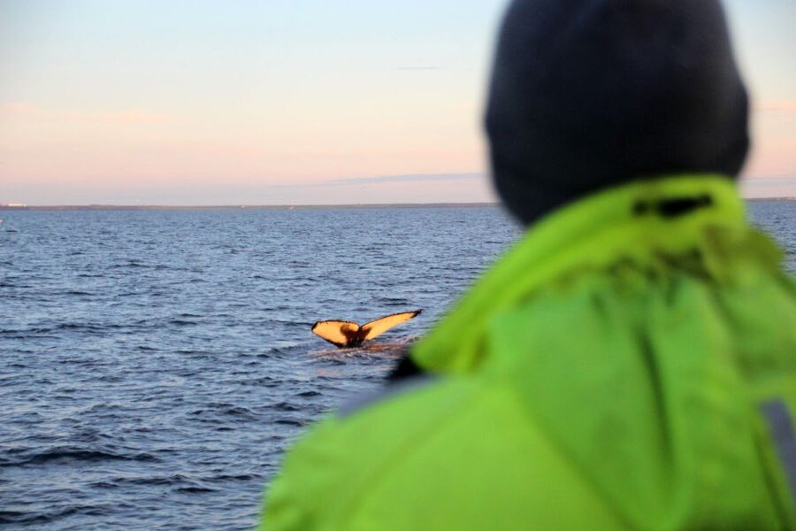 Reykjavík: Midnight Sun Whale Watching Cruise - Weather and wildlife odds: the free re-ticket that changes the math