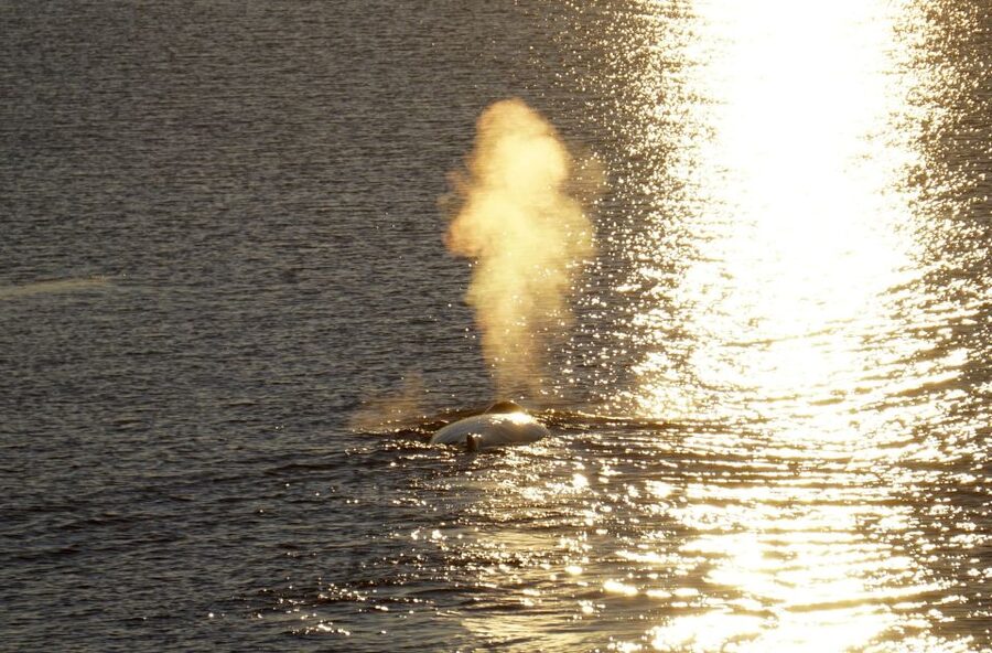 Reykjavík: Midnight Sun Whale Watching Cruise - Should you book Reykjavík Midnight Sun Whale Watching Cruise?