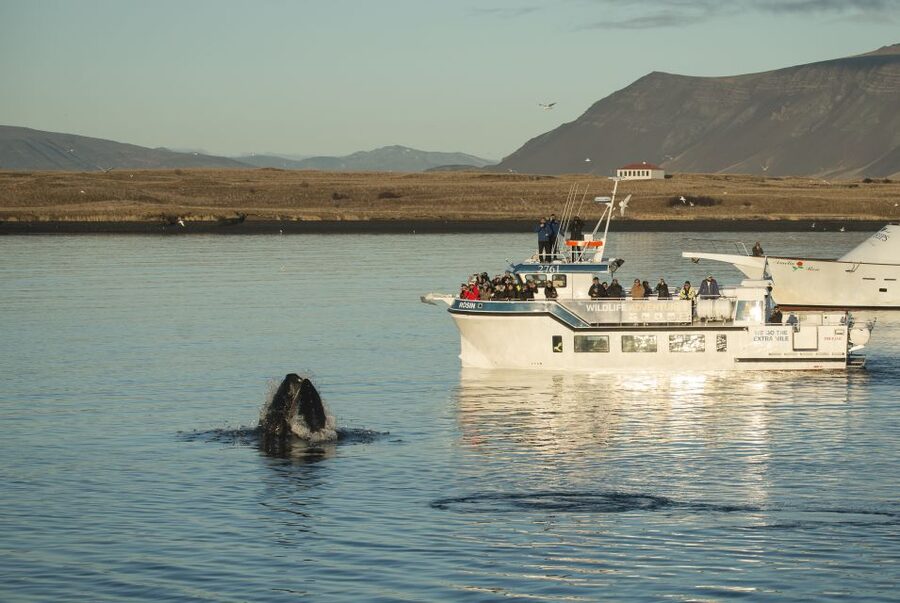 Reykjavík: Midnight Sun Whale Watching Cruise - Getting on Rósin: indoor warmth, outdoor spotting, and restrooms that matter