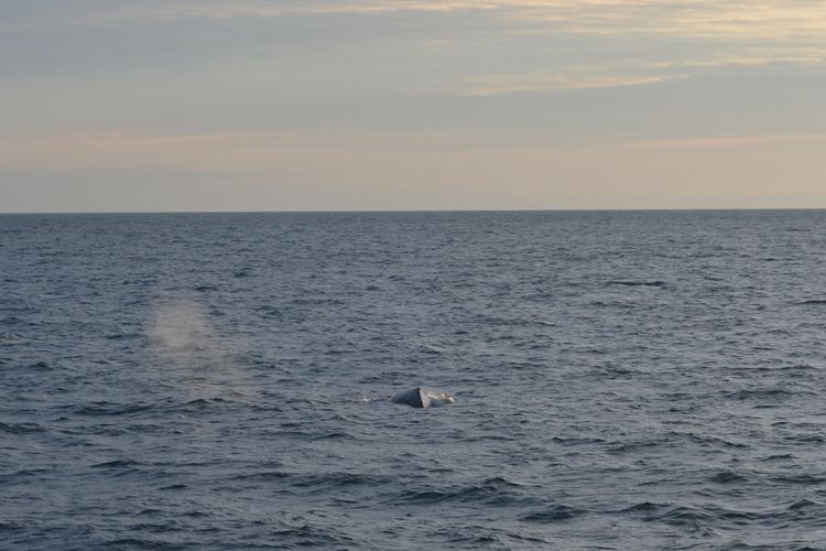 Reykjavik: Midnight Sun Whale Watching Tour - Key Things I’d Actually Tell a Friend
