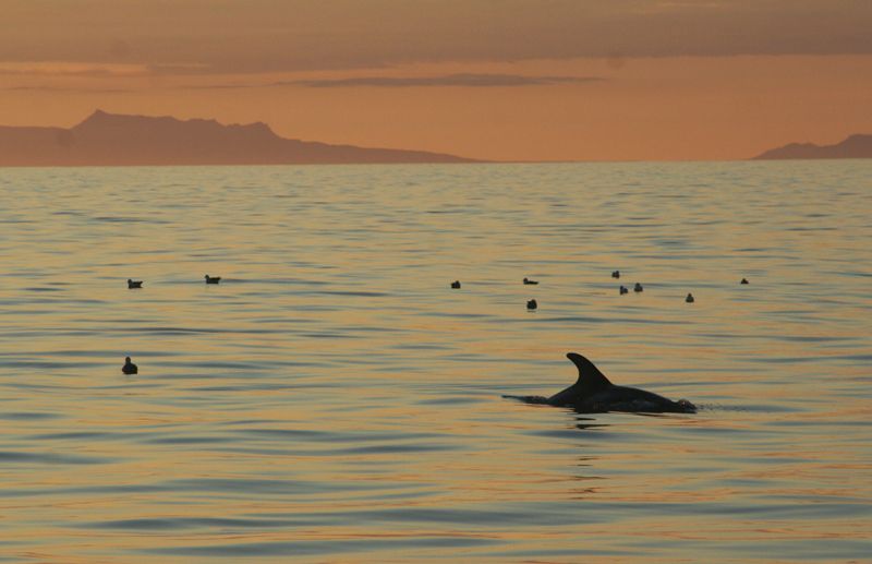 Reykjavik: Midnight Sun Whale Watching Tour - Cruise Rhythm: Deck Time, Sunset Views, and the Troubadour Moment