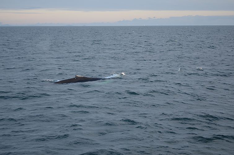 Reykjavik: Midnight Sun Whale Watching Tour - Price and Value: Is $111 Worth It for 3 to 3.5 Hours?